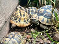 Griechische Landschildkröten - Durbach