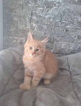 Maine Coon Kitten - Kolitzheim