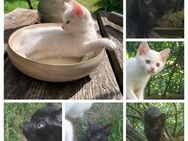 Kitten, weiß und schwarz, Hauskatze EKH - Krauschwitz