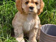 American Cocker Spaniel Welpen - Elsdorf (Niedersachsen)