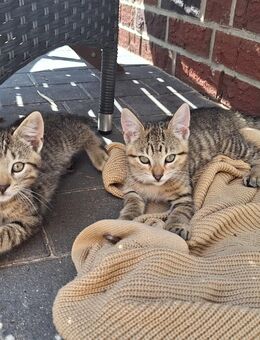 Katzen, kitten, Babykatzen - Deinste