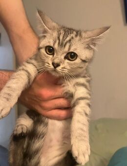 Bkh Babykater sucht liebevolles Zuhause - Herne