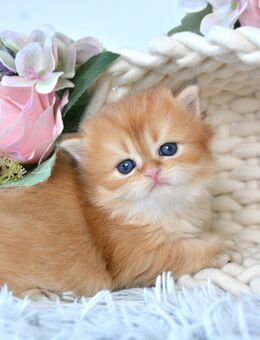 BKH / BLH Britisch Langhaar Golden Shaded Kitten, Junge TEDDY Zucht - Frankfurt (Main)