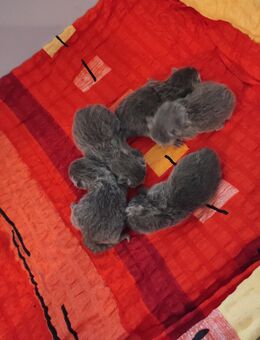 Bkh Kitten - Boizenburg (Elbe)