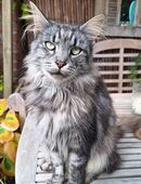 Maine Coon Katze in 47551