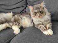 Maincoon Kater - Todtnau