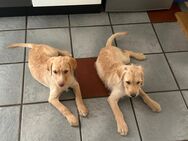 Labrador-/ Doodle Welpen - Hahausen