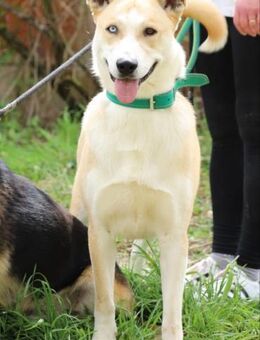 ROCKY - klug, aktiv und verspielt - Overath