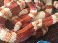 1.4 Zuchtgruppe Königsnatter (Lampropeltis triangulum hondurensis) albino, ghost und tangerine - Berlin Treptow-Köpenick