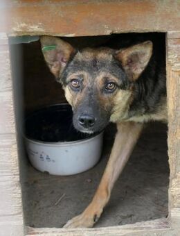 schüchterne Romy sucht - Kallmünz