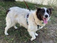 Lio sucht ein neues Zuhause - Blankenheim (Nordrhein-Westfalen)