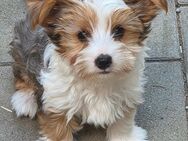 Yorkshire terrier welpen - Moosbach