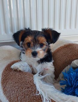 Wunderschöne Morkie/Biewer Welpen, Weibchen - Kaifenheim