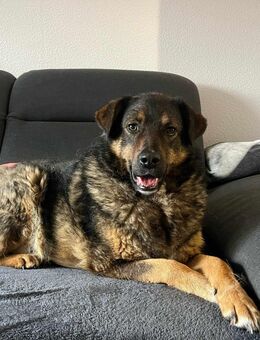 Ulani sucht ein neues Zuhause - Tholey