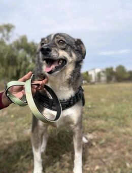 Ciui - ein echter Goldschatz - Gerlingen
