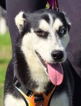 Zizi sucht ein Zuhause - Linden (Hessen)