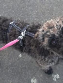 Paca, süßes Pudelmädchen geb. 2025 - Remagen