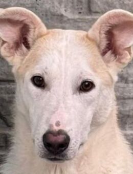 SEPPI-lieber,hübscher Jung-Rüde,59cm - Rösrath