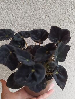 Begonia Conga - Eschbach (Landkreis Südliche Weinstraße)