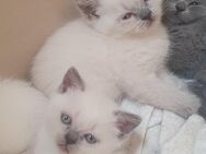 BKH Britisch Kurzhaar Kitten - Bergheim (Nordrhein-Westfalen)