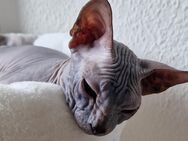 Don Sphinx Kater / Kitten grau - Nauen