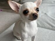 Chihuahua, drei Jahre alt - Moers