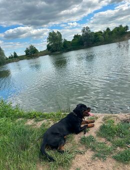 Rottweiler rüde 1 Jahr sucht dringend ein Zuhause (bitte Beschreibung lesen) nur für erfahrende Hände - Sömmerda