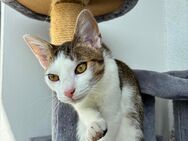 Zuhause für Emil gesucht - Erfurt