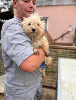 Ali, verspielter Maltipoo Welpe - Remagen