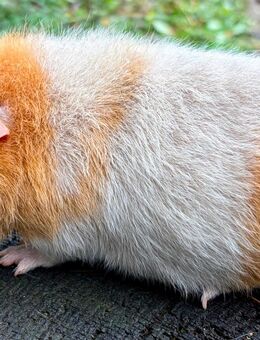 Junge Meerschweinböcke abzugeben - Vellahn