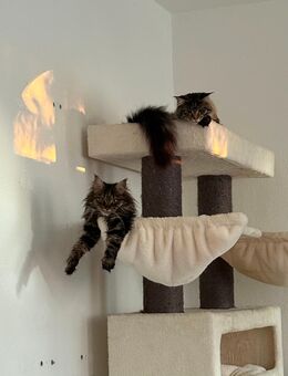 Zwei Maine-Coon Katzen zu verkaufen - Annaberg-Buchholz