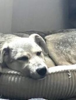 Schäferhund Mix Lee sucht seine Familie - München