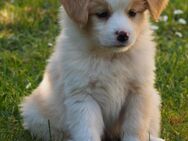Toy -/ Miniature Australian Shepherd Welpen - Moosburg (Isar)