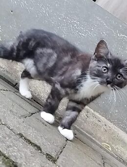Katzen abzugeben - Fockbek