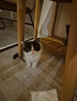 Bkh - Maine Coon kitten abzugeben - Ganderkesee