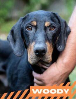 Woodie - verspielt, offen, albern - Berlin