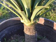 Biete hier eine Yucca Palme Winterhart bis min 20 °C mit einem richtig FETTEN Stamm - Kasel-Golzig