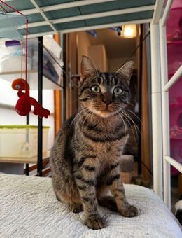 Tiffy aus dem Tierschutz - Grevenbroich