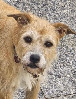 Fia - Terrier Mix Hündin - Bad Camberg