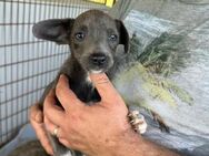 Ace sucht Familie mit Kuschelkörbchen - Bissingen