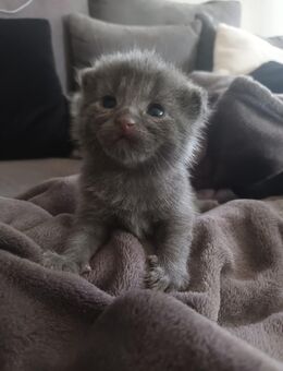 Süßes Katzenbaby sucht liebevolles Zuhause - Berlin