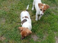 Jack Russell Welpen abzugeben - Strausberg