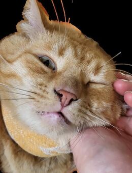 Perfekt unperfekt...Handicap sucht Liebe - Kefenrod