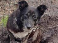 Dalia 12j. 38 cm sucht Gnadenplatz - Beltheim