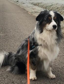 Deckrüde Australian Shepherd Mini Aussi - Adelsdorf