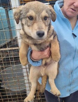 Ody von kettenlos - Bollingstedt