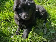 Altdeutsche Hütehund Welpen - Straubenhardt
