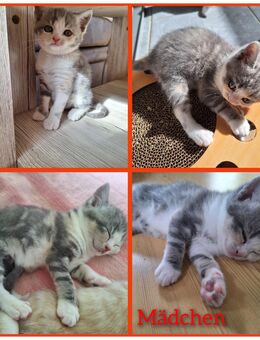 Nur noch 2 BKH Kitten, Britisch Kurzhaar Kitten - Stolpen