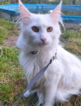 Maine Coon Kitten - Dahmen