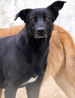 MILU - hofft seit vielen Jahren....... - Kempen